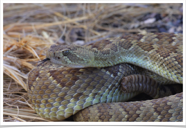 Mojave Rattlesnake